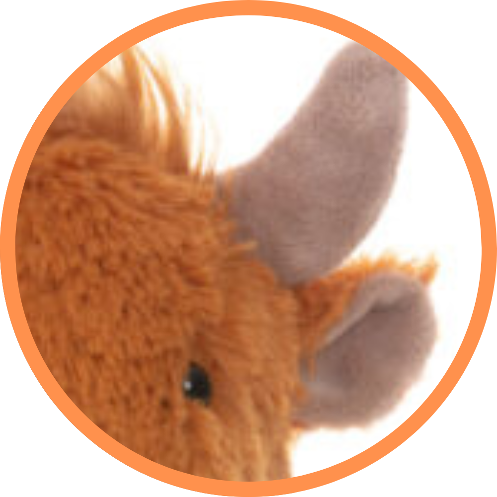 Hippie The Highland Cow